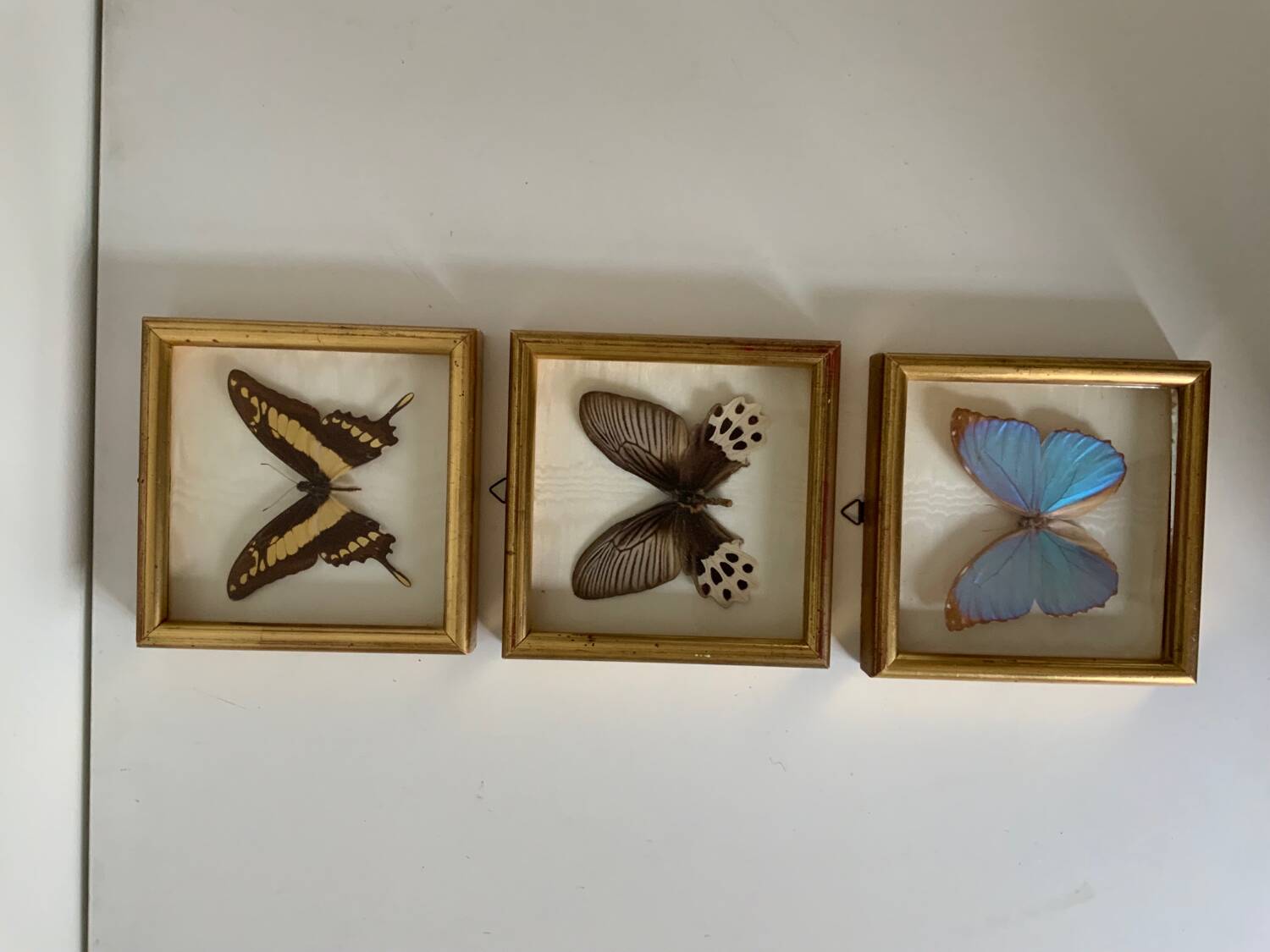 Set of 3 butterfly frames
