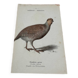 Naturalist engraving botanical plate birds 1908