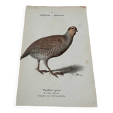 Naturalist engraving botanical plate birds 1908
