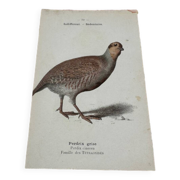 Gravure naturaliste planche botanique oiseaux 1908