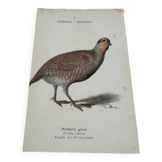 Naturalist engraving botanical plate birds 1908