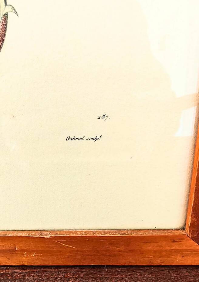 Pair of Botanical Plates 1905 – Peach & Pear – Poiteau