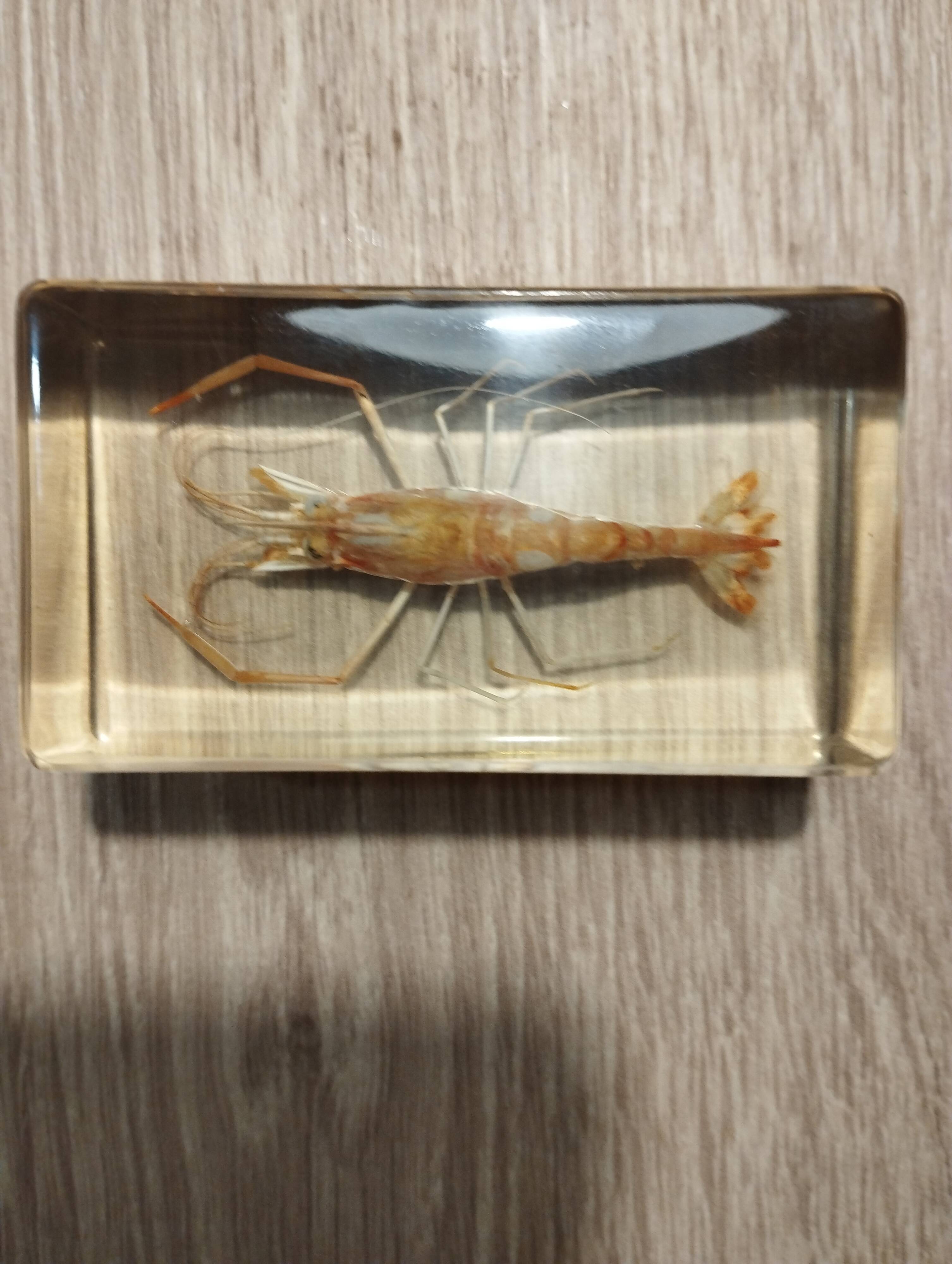 Shrimp resin block