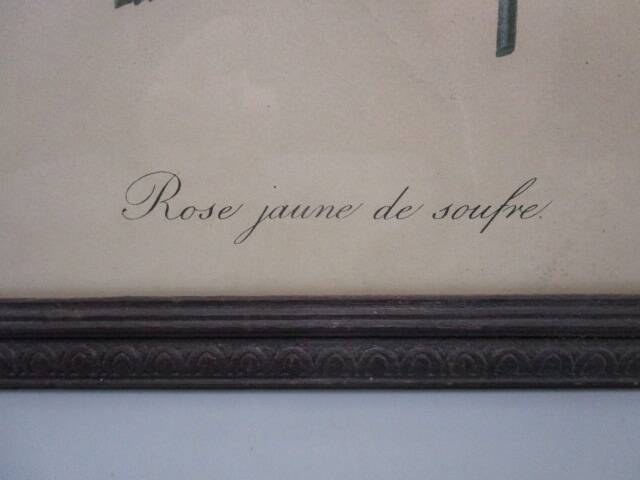 Old framed botanical engraving "yellow sulfur rose"