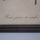 Gravure botanique ancienne encadrée " rose jaune de soufre"