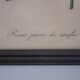 Old framed botanical engraving "yellow sulfur rose"