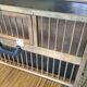 Birdcage