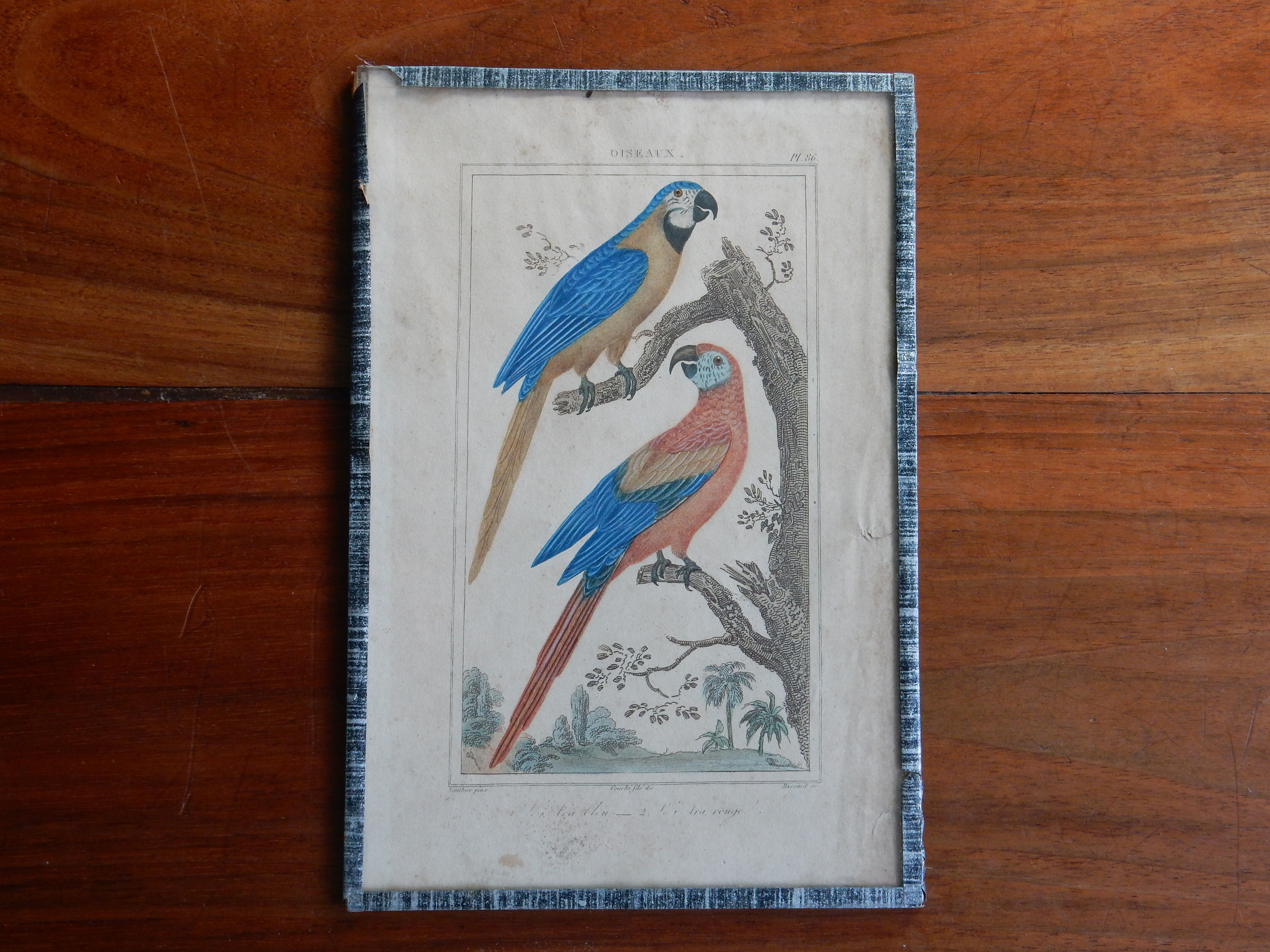 Original engraving 18th century Buffon