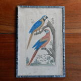 Original engraving 18th century Buffon