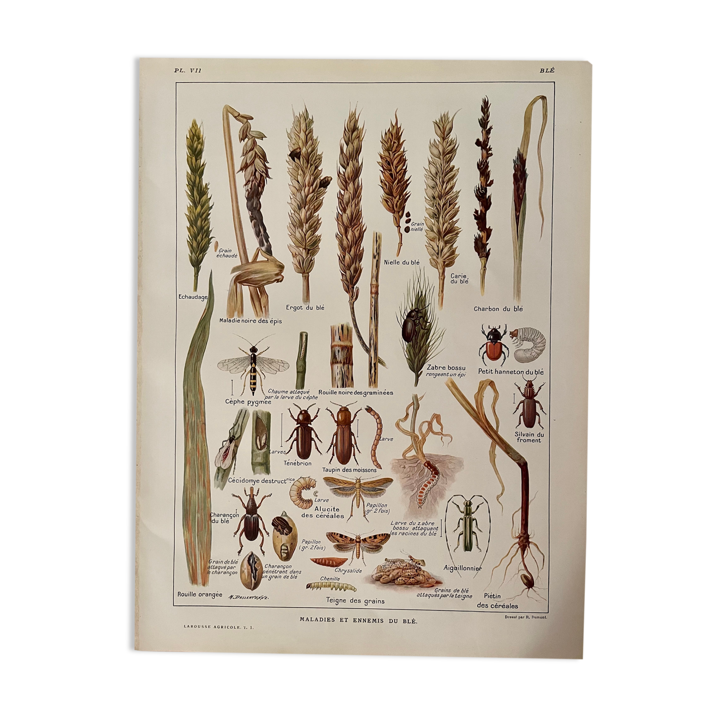 1921 wheat lithograph (diseases and enemies of wheat)