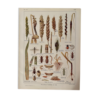 1921 wheat lithograph (diseases and enemies of wheat)