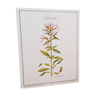 Saponaire botanical board
