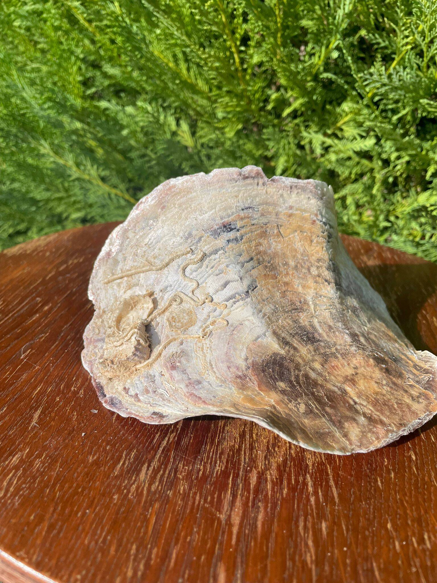Large seashell: Placuna