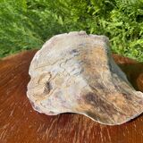 Large seashell: Placuna