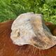 Large seashell: Placuna