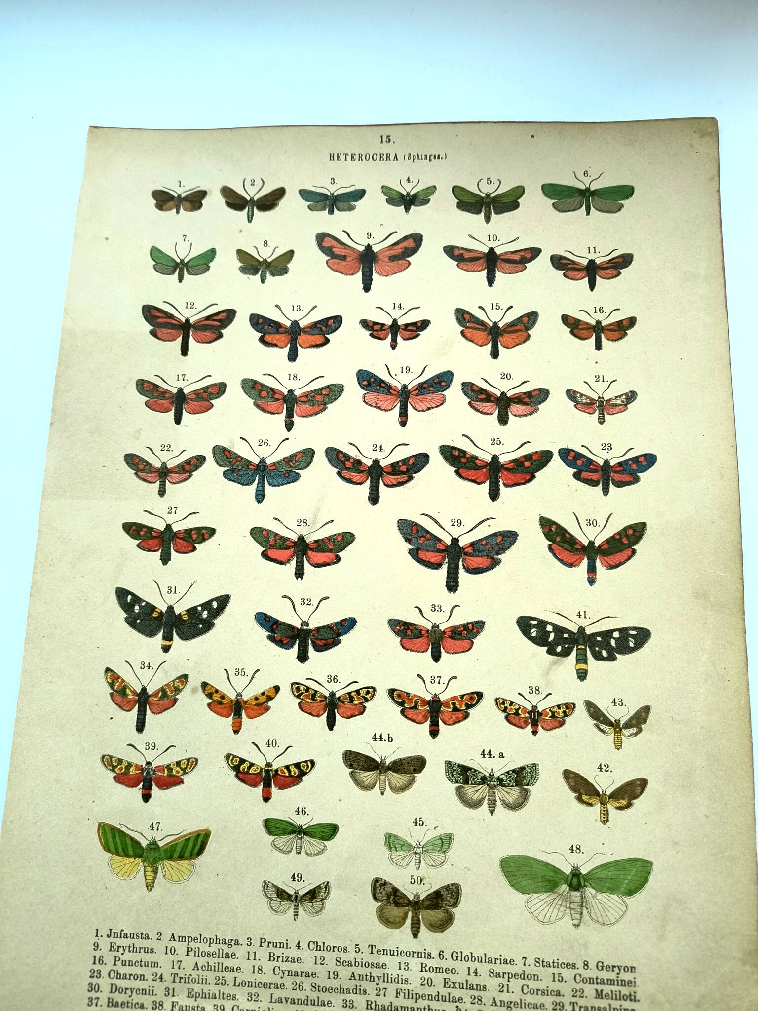 Antique lithograph of Butterflies - Engraving from 1887 - Janfausta insect
