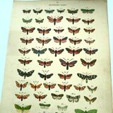 Lithographie ancienne de Papillons - Gravure de 1887 - Janfausta insecte