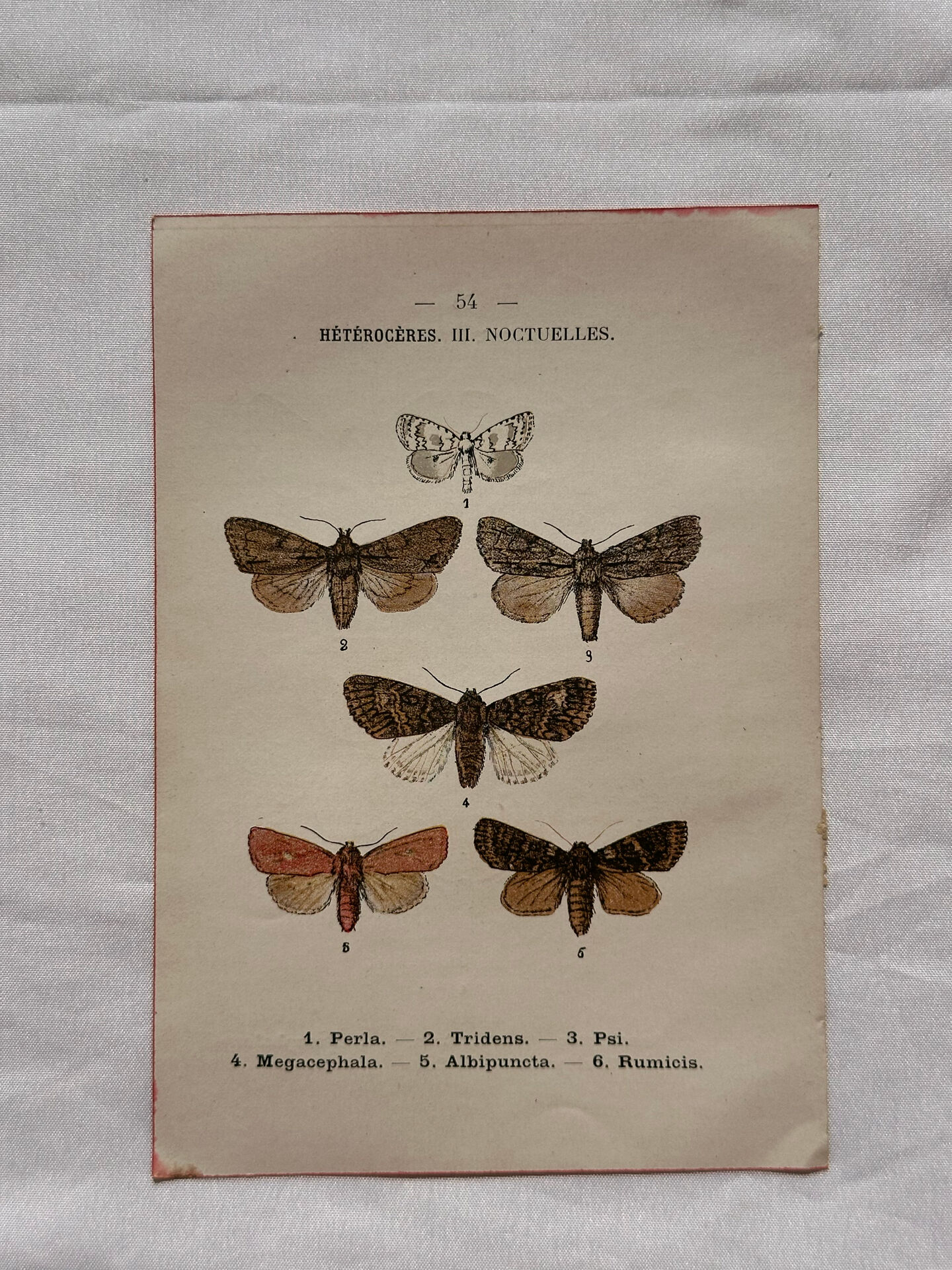 Naturalist engraving Butterfly 19th-century original botanical poster 1800