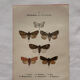 Naturalist engraving Butterfly 19th-century original botanical poster 1800