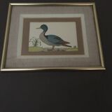 Two framed drawings of ducks signed Dayelle de Terronblan