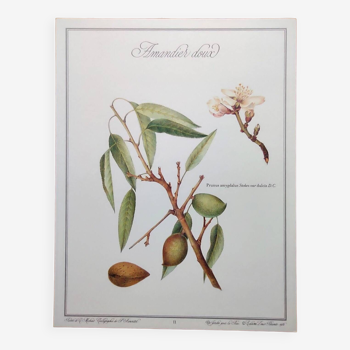 Planche botanique -Amandier Doux- Illustration de plantes médicinales et herbes