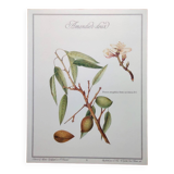 Botanical board -Sweet Almond- Illustration of medicinal plants and herbs