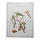 Botanical board -Sweet Almond- Illustration of medicinal plants and herbs