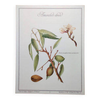 Planche botanique -Amandier Doux- Illustration de plantes médicinales et herbes