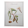 Botanical board -Sweet Almond- Illustration of medicinal plants and herbs