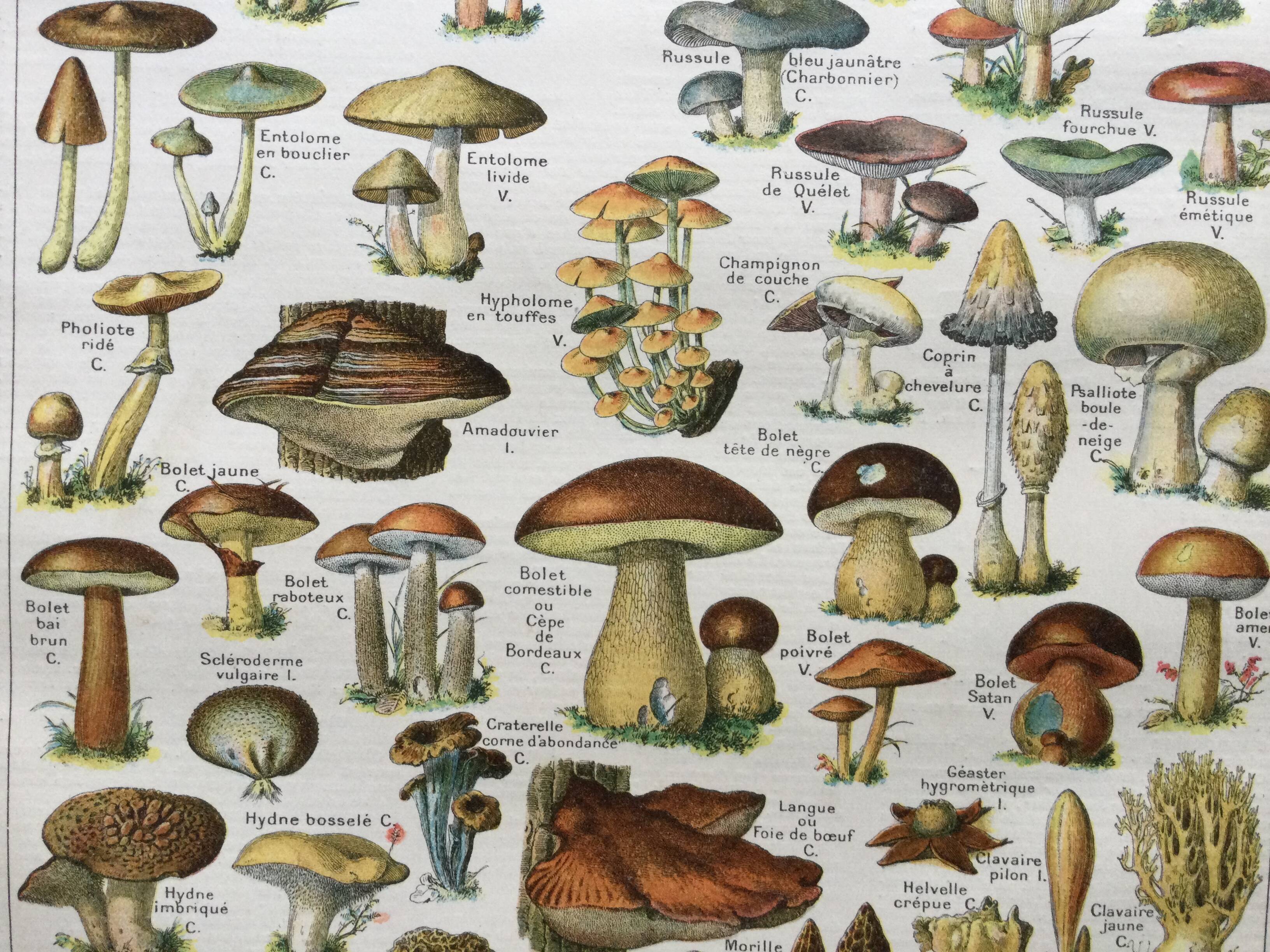 Old engraving 1897 - Mushrooms A. Millot - botanical plate