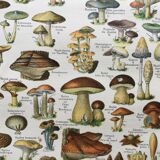 Old engraving 1897 - Mushrooms A. Millot - botanical plate
