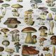 Old engraving 1897 - Mushrooms A. Millot - botanical plate