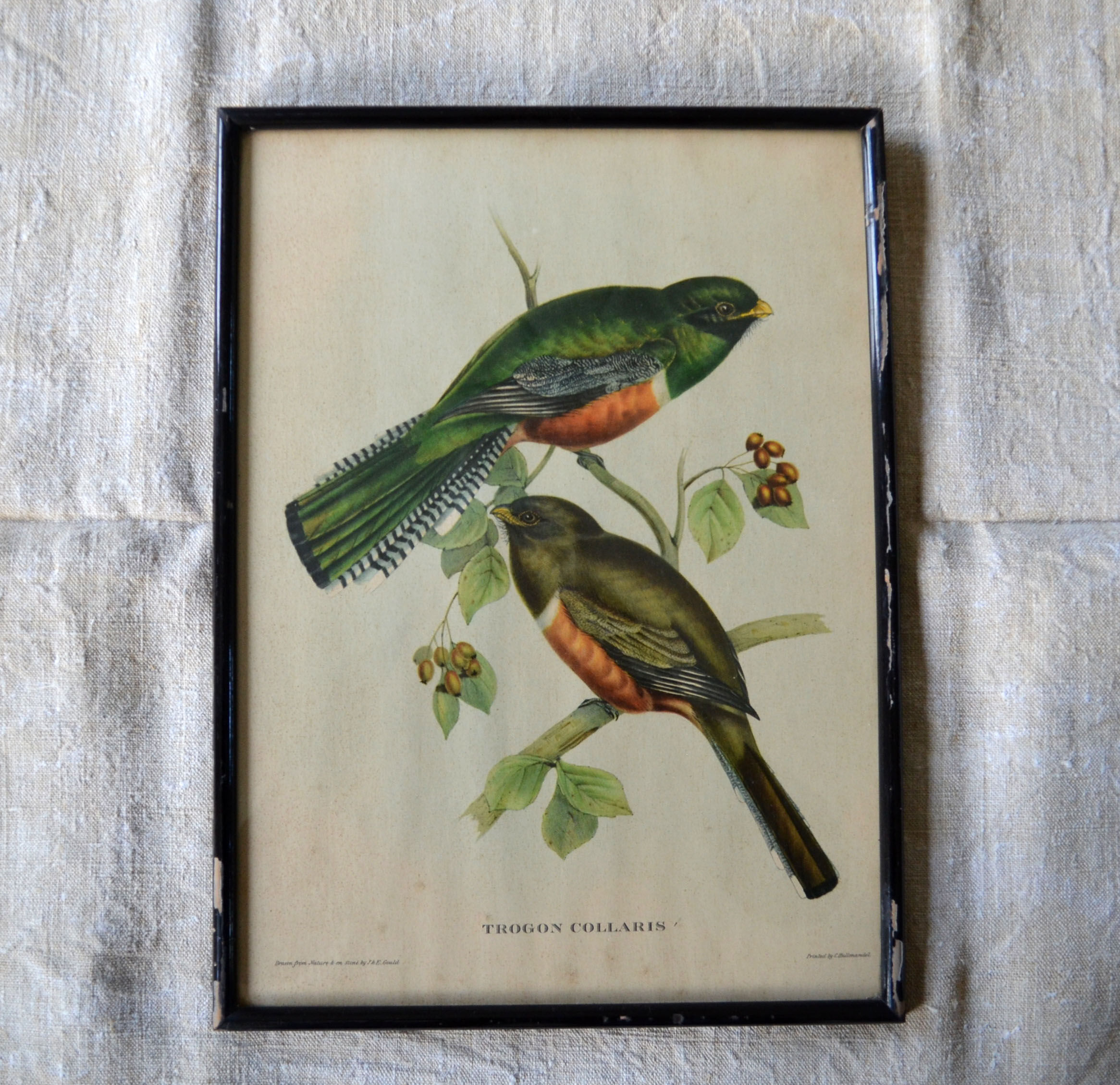4 reproductions of naturalistic engravings exotic birds