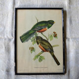 4 reproductions of naturalistic engravings exotic birds
