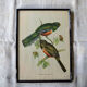 4 reproductions of naturalistic engravings exotic birds