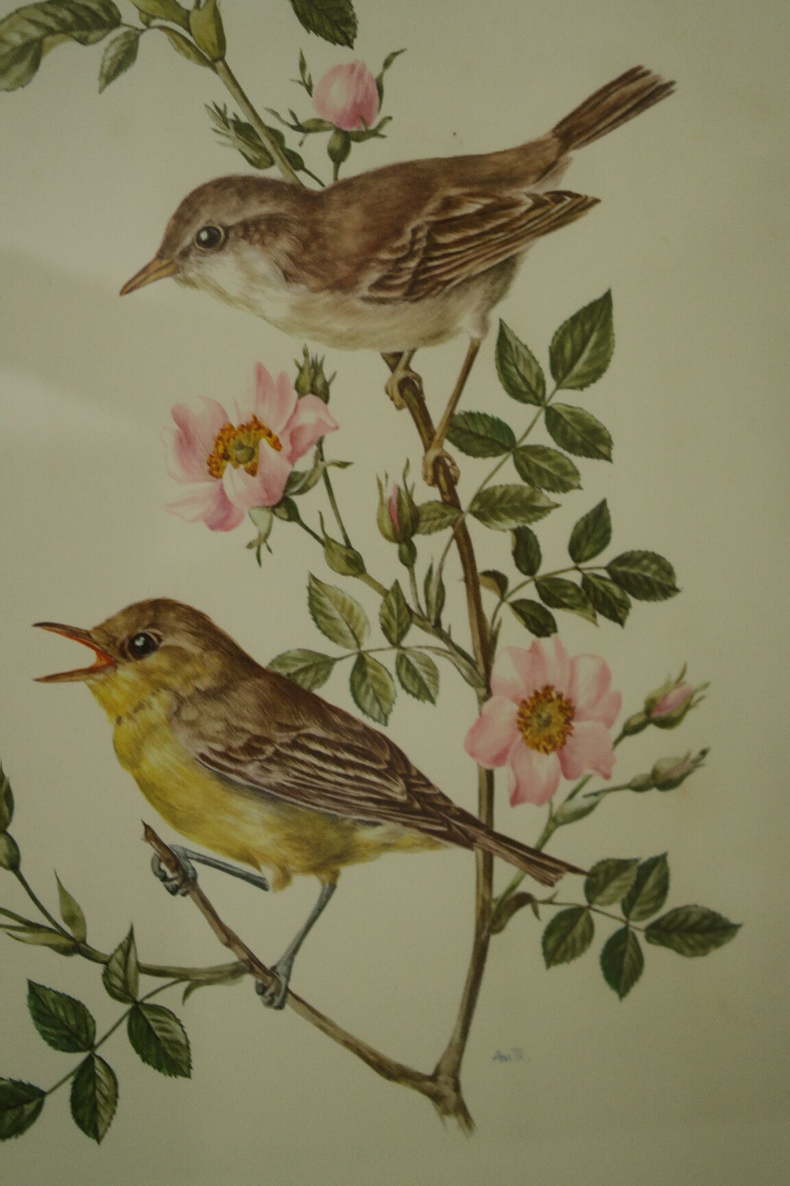 Paire de lithographies oiseaux sous cadre vintage