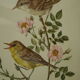 Paire de lithographies oiseaux sous cadre vintage