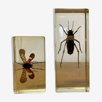 Lot de 2 inclusions d'insectes