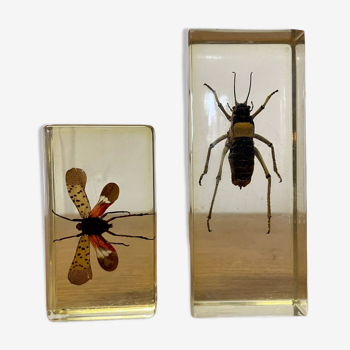 Set of 2 inclusions of insects