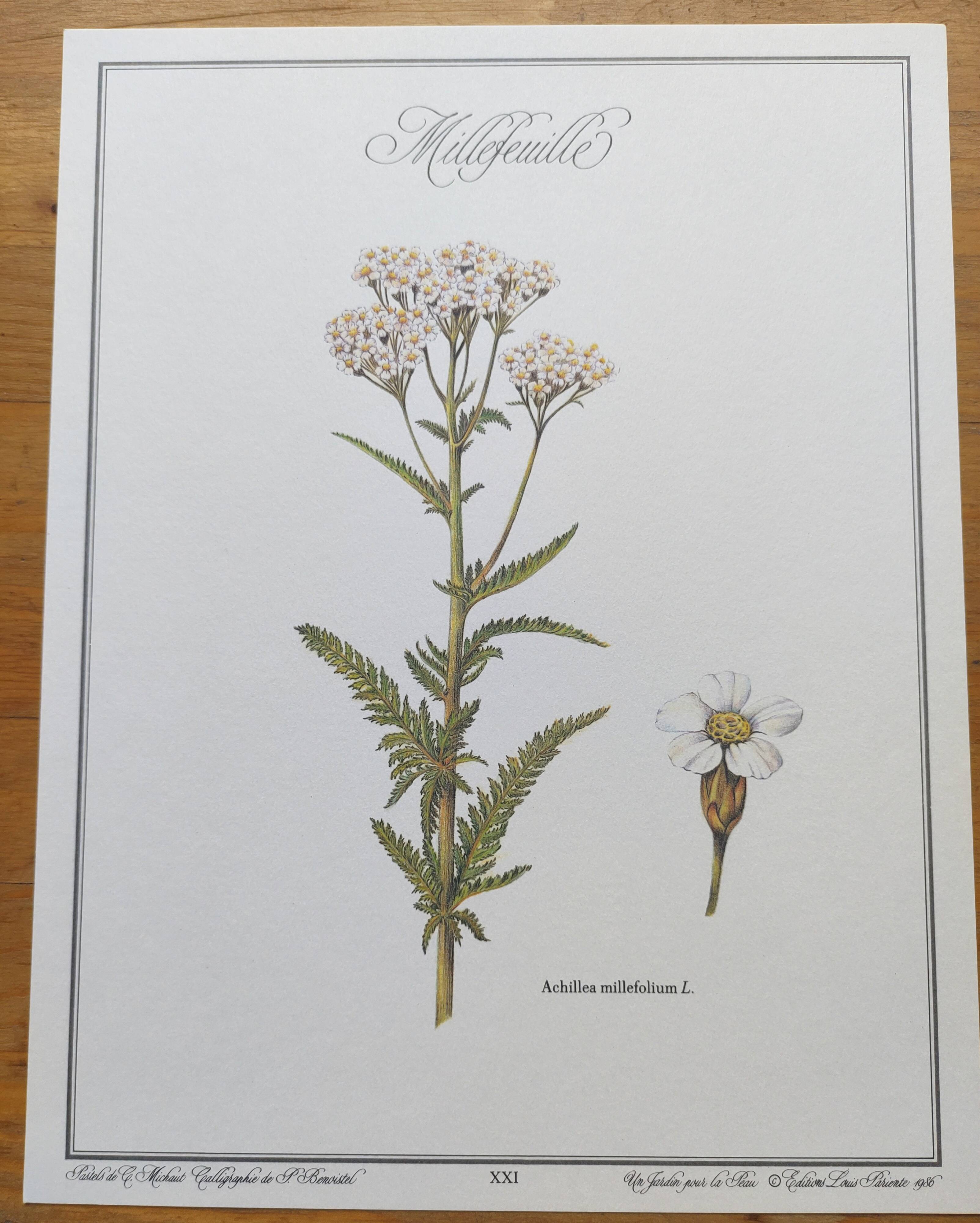 Gravure botanique - Millefeuille