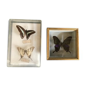 Lot of vintage butterflies