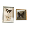 Lot of vintage butterflies