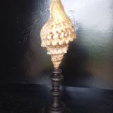 Cabinet of Curiosities 49cm Fasciolaria Shell on base