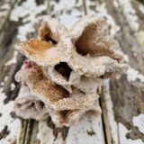 Ancient coral