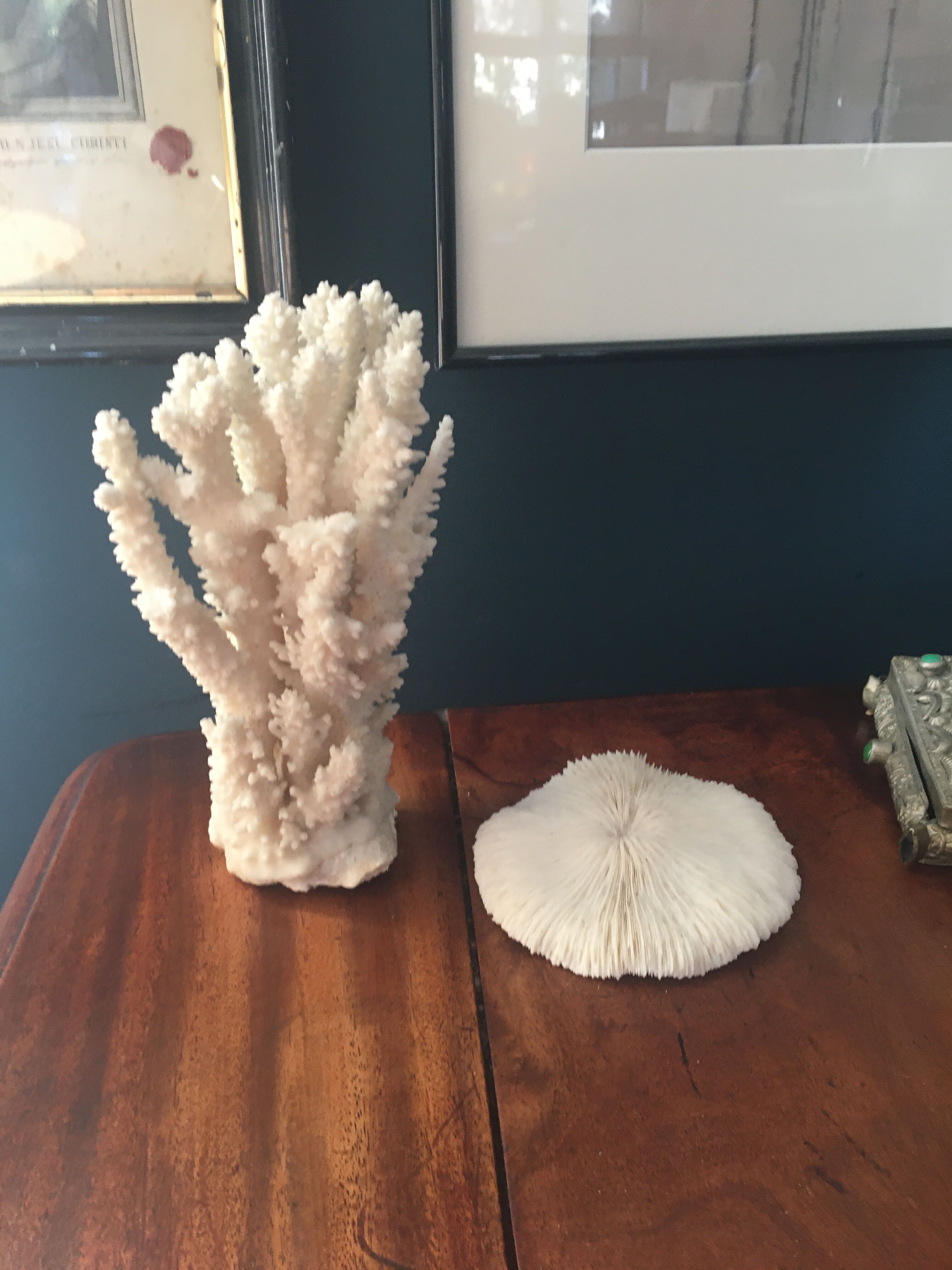 Ancient coral