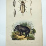 Gravure Original de 1838 -Tapir et taupin- Planche zoologique ancienne coloriée à la main