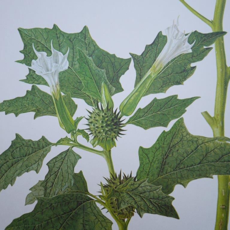 Set of 2 botanical plates Geigy, thorny apple and black henbath
