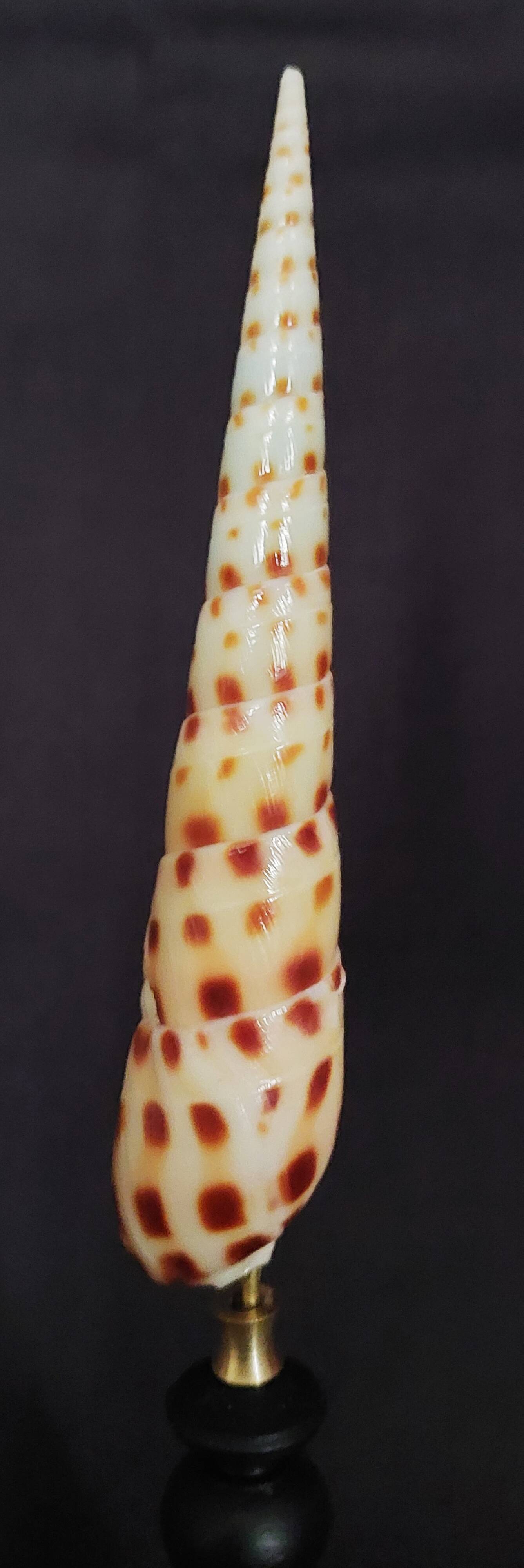 Cabinet of Curiosities: Oxymeris areolata seashell on a pedestal