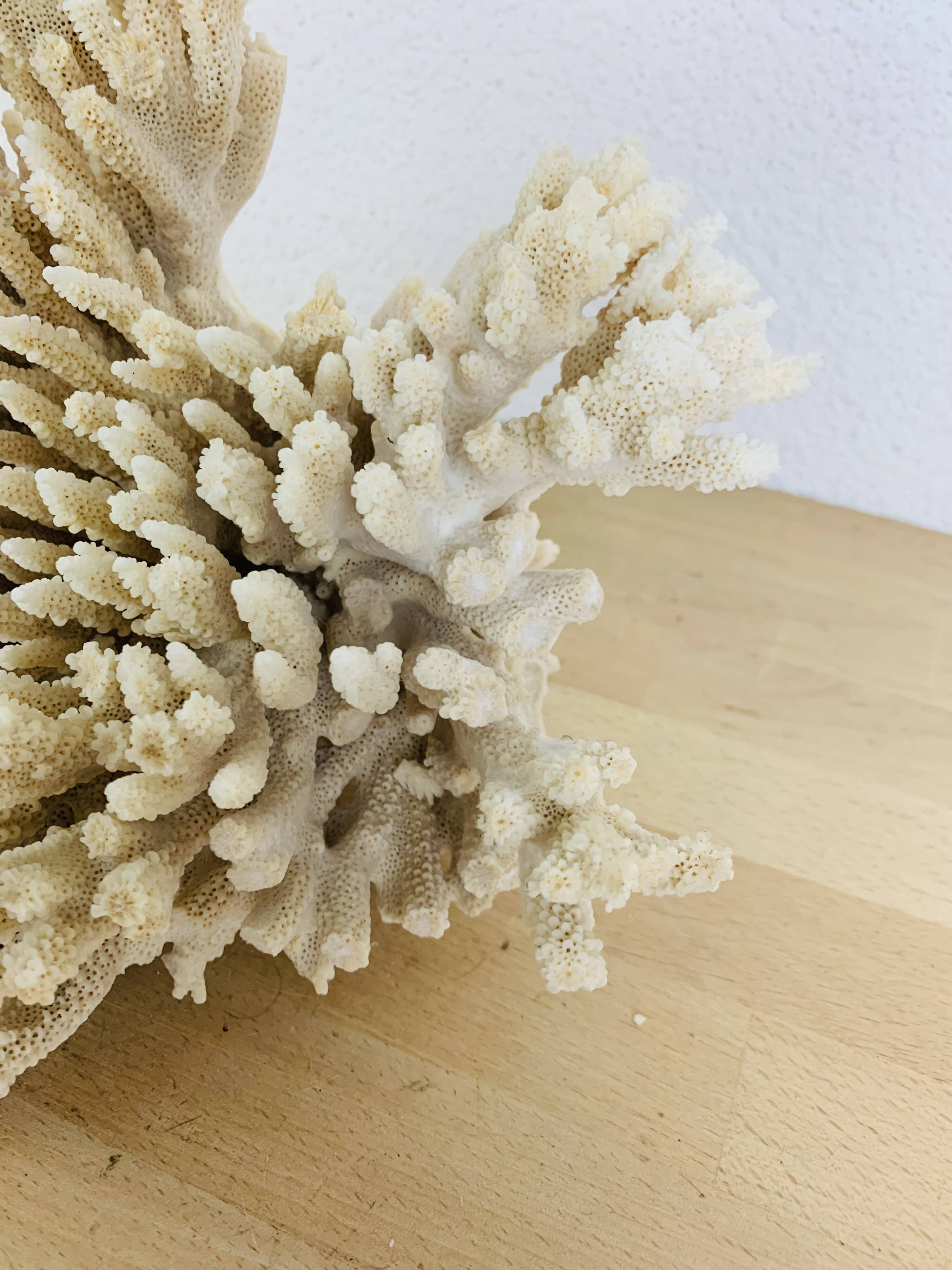 Old coral 29 cm
