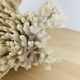 Corail ancien